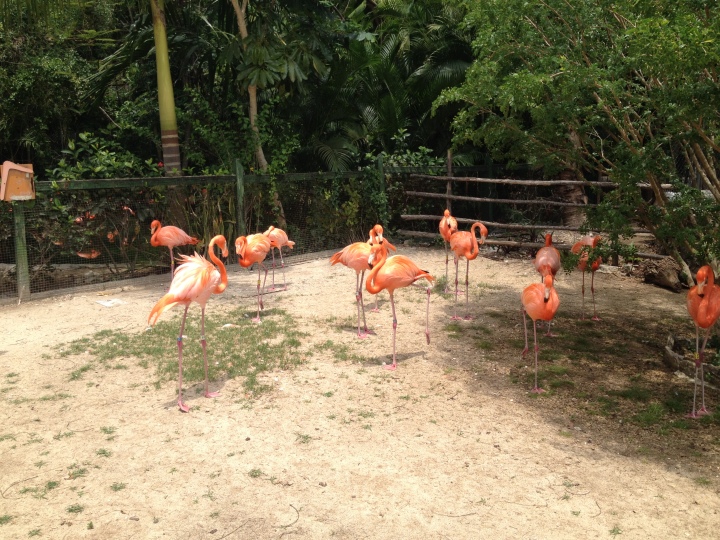 These flamingos were free to wander the zoo grounds.